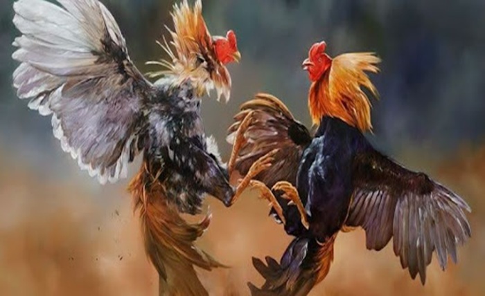 Cockfighting IWIN68