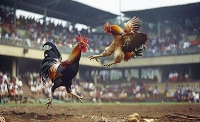 Gamefowl Care