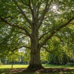 40-Foot Tree